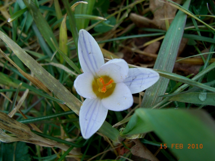 Crocus biflorus